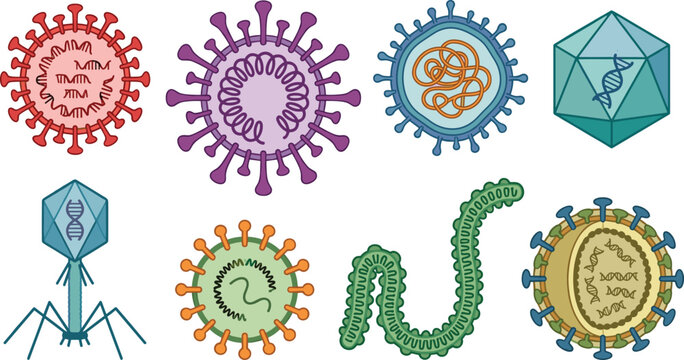 Virus classification vector illustration set featuring bacteriophage helical polyhedral envelope complex structural types rna strands and dna models isolated on white