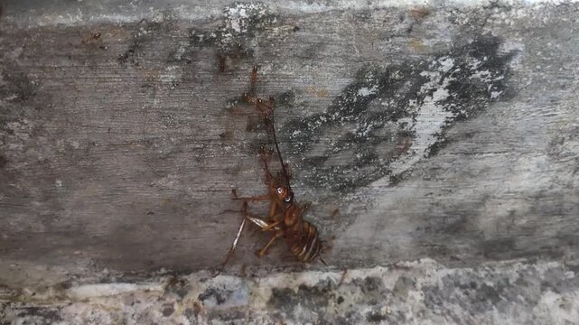 a collection of video recordings of cockroach carcasses swarming with ants, in close-up shots