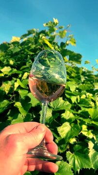 Man's hand holds glass of pink wine against backdrop of green-leafed grapevines and clear blue sky. Wine swirls of wineglass with rose wine on green grape leaves vines in vineyard. Slow motion