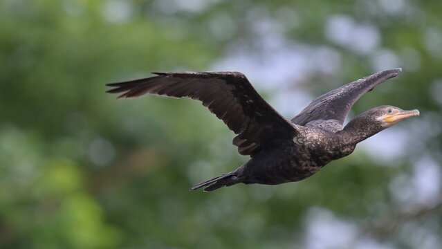 Kormoran Costa Rica