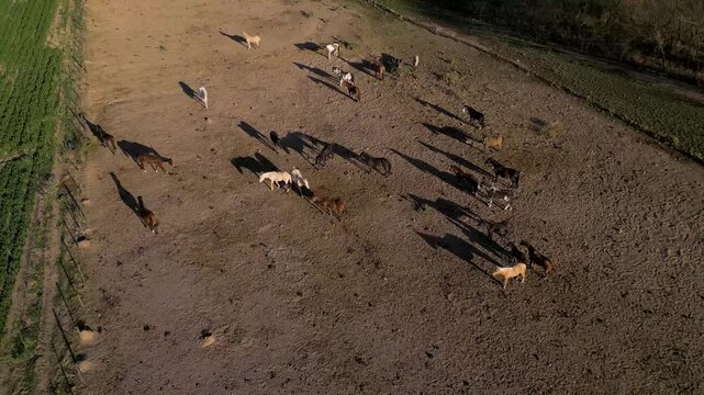 Drone shot of horses roaming a dusty farmland clearing near green fields