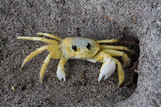 Ghost crab emerges from its burrow on a sandy beach during the afternoon hours in a coastal area