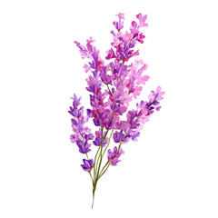 Obraz premium Lavender, watercolor clipart isolated on white background