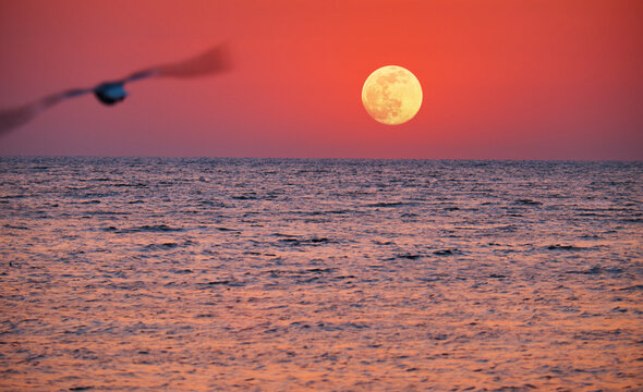 Full moon rising over the calm sea at sunset with a pink and orange sky, while a blurred seagull flies above the horizon, creating a peaceful coastal evening atmosphere