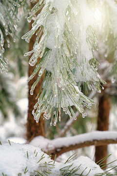 Close-up of pine tree branch covered with snow and ice droplets, winter forest background with soft sunlight. Natural winter season, cold weather and frozen nature concept