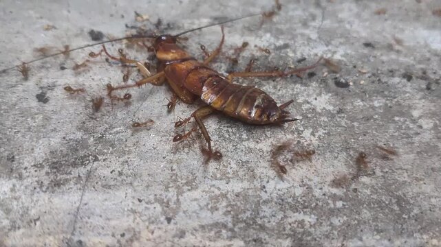 a collection of video recordings of cockroach carcasses swarming with ants, in close-up shots