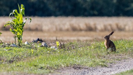 Wild hare sits near a corn plant in a field on a sunny day during summer season with grass and dirt in the background © Florent Vassogne