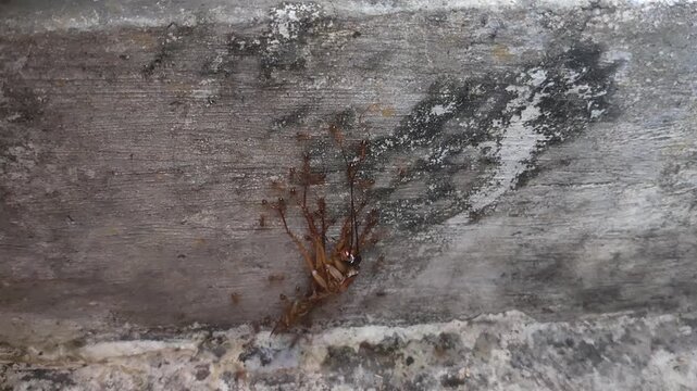 a collection of video recordings of cockroach carcasses swarming with ants, in close-up shots