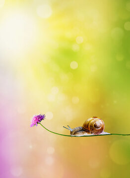 Garden snail crawling along a delicate wildflower against a soft colorful bokeh background with copy space. Nature macro composition symbolizing patience, tranquility, growth, and harmony