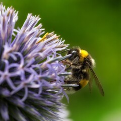 Bumblebee collects nectar from a purple flower during daylight in a garden on a sunny day © Florent Vassogne