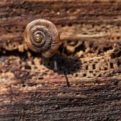 Snail moves across wooden surface under natural light in outdoor setting during daytime © Florent Vassogne