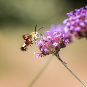 Hummingbird butterfly flies to purple flower for nectar in garden during sunny day