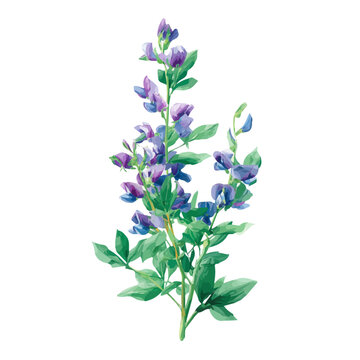 Baptisia, realistic watercolor artwork on white background