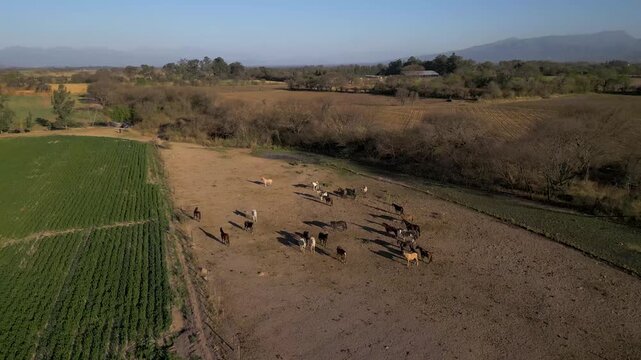 Aerial view of a horse herd gathered on a dusty rural clearing
