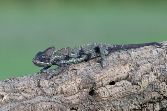 The image shows a chameleon (family Chamaeleonidae) , probably a species of the genus Chamaeleo or a related arboreal lizard, sitting on the rough bark of a tree or branch