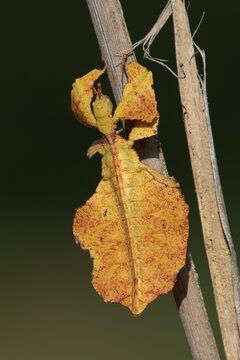 The picture shows a leafhopper (family Phylliidae ), an insect from the order of the scarabs, which is characterized by perfect mimicry
