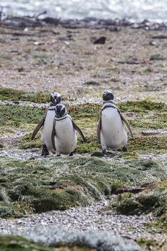 Three magellanic penguins walking together along the rocky coastal shore of patagonia with magellanic