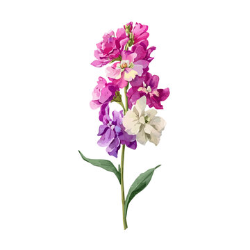 Detailed watercolor painting of Matthiola Stock, isolated on white background