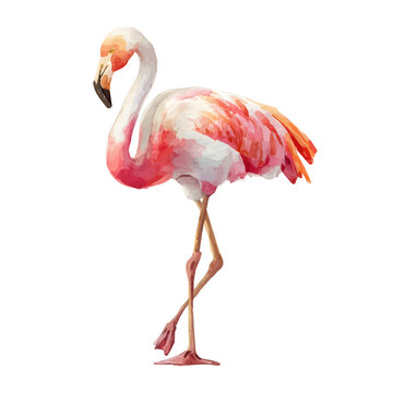 Watercolor illustration of Flamingo, isolated on white background