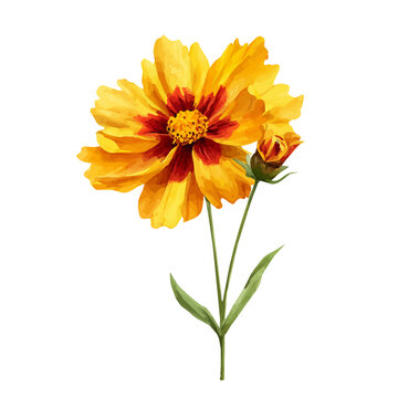 Coreopsis, watercolor clipart isolated on white background