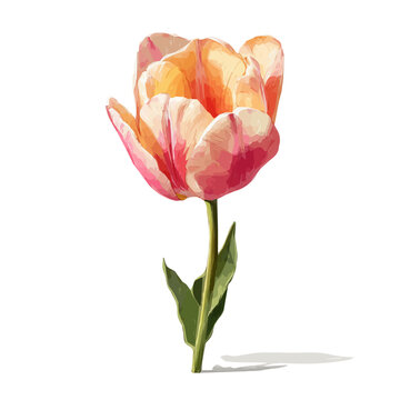 Watercolor clipart of Tulip, isolated on white background