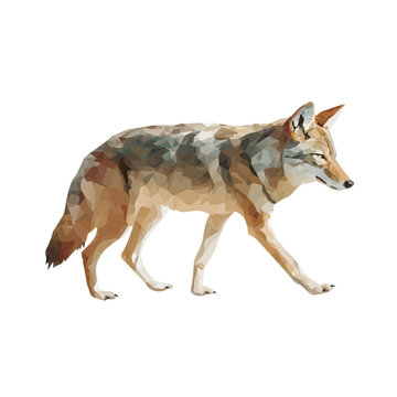 Coyote, realistic watercolor artwork on white background