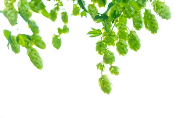Twigs of hops with leaves. Hops herbs for the brewery. Ripe hop cones for herbal natural medicine. Natural plants isolated on white. © stone36