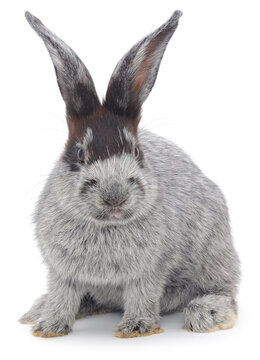 Grey Rabbit Sitting Isolated on White Background