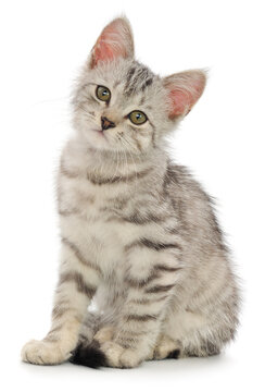 Cute Silver Tabby Kitten Sitting Isolated on White Background