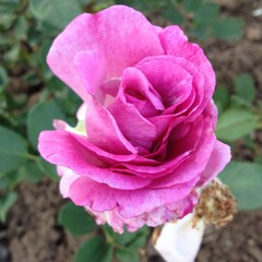 Obraz premium Rose Flower