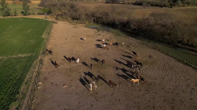 Drone footage of a horse herd casting long shadows on dusty terrain