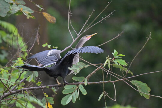 Schlangenhalsvogel Costa Rica