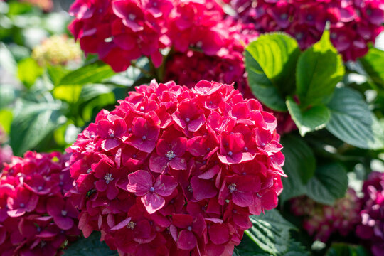 Blooming red hortensia, Jeju-do, South Korea