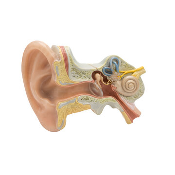 Anatomical model of the human ear showing the outer, middle, and inner ear structures isolated on transparent background