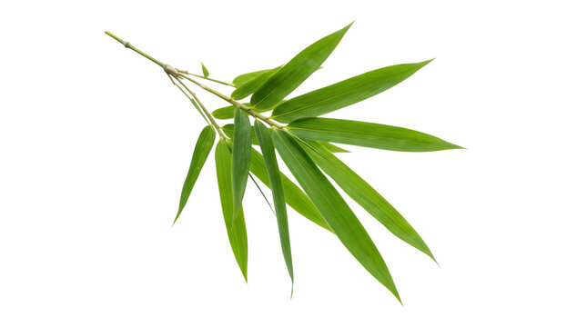 Green bamboo leaves branch isolated on transparent background