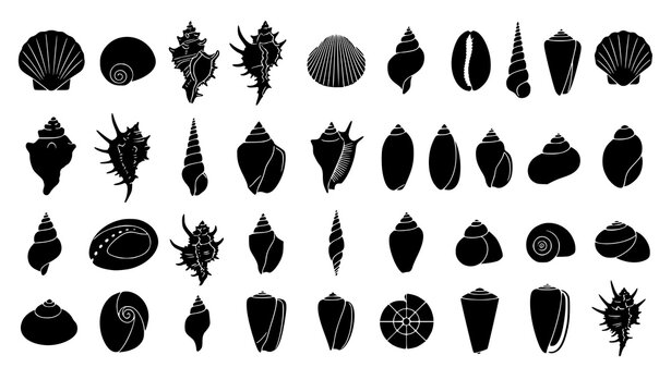 Molluscan Seashell Silhouette Black Glyph Conchology Vector Icon Collection