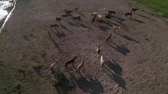 Aerial view of horses casting long shadows on a dusty paddock