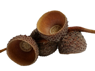 Acorn cups with detailed texture, an empty shell, and a small twig, transparent background © Harry