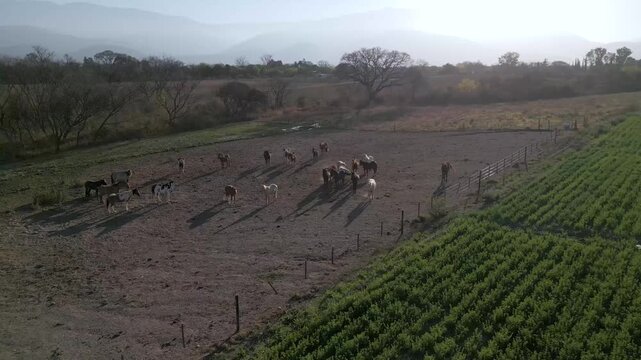 Aerial view of horses gathered on a hazy farmland clearing at dawn