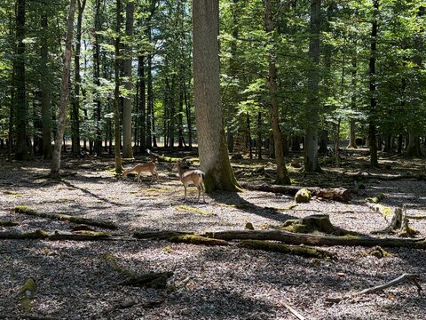 Wild deer in a peaceful green forest