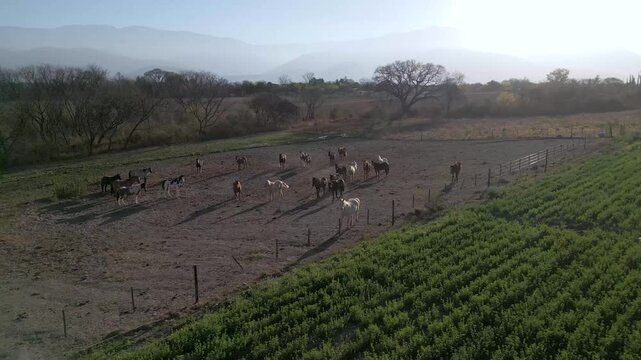 Aerial view of a horse herd grazing beside green farmland at dawn
