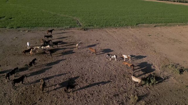 Drone view of a horse herd trotting across dry earth near a stream