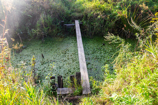 Narrow wooden beam serving as a precarious bridge over a small swampy channel covered with thick Hydrocharis morsus-ranae aquatic plants in a lush summer wilderness setting