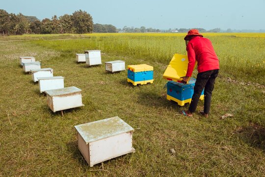 Munshiganj, Dhaka Division, Bangladesh - 13 January 2025: View of a beekeeper in a red shirt tending to colorful beehives in a mustard field during the honey harvest.
