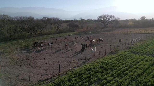 Aerial view of a horse herd resting on a dusty rural paddock