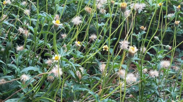 Field of Wild Tridax Daisies Blowing in Breeze