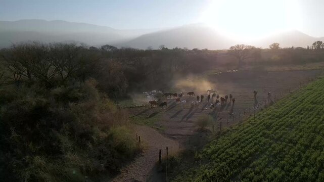 Aerial view of horses stirring dust across a misty valley paddock
