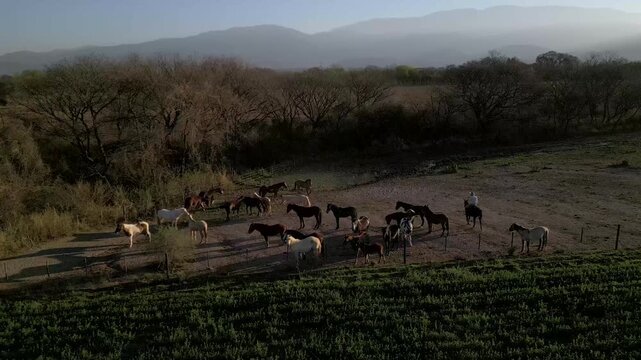 Aerial view of a horse herd moving along a green field edge