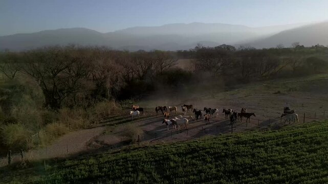 Aerial view of a horse herd stirring dust in a misty valley enclosure