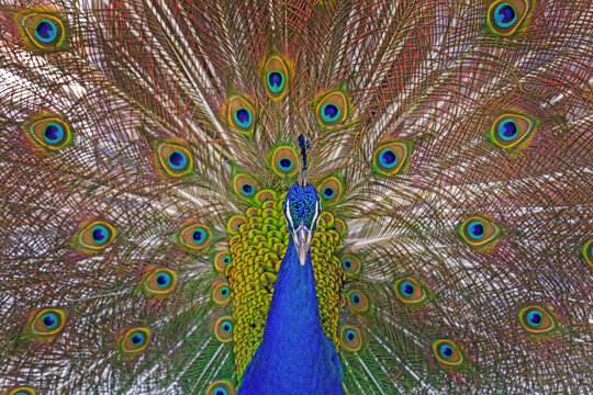 Pfau - Prachtkleid - Rad - Vogel - sch&ouml;n - anmutig